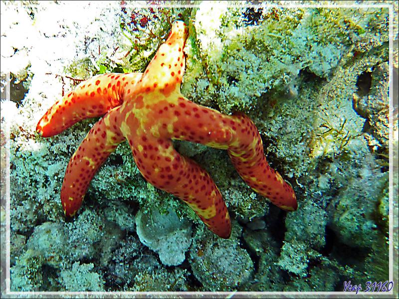 Comète de mer spécimen rouge et jaune, Astérie-comète, Comet starfish, Dalmatian linckia starfish (Linckia multifora) - Moofushi - Atoll d'Ari - Maldives