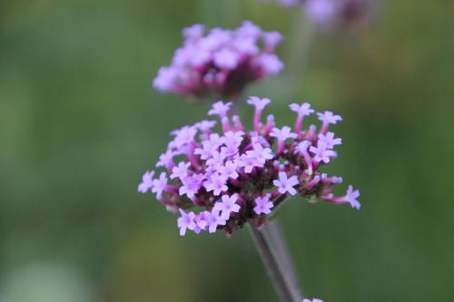 Chambre d'ôtes "Haut-Jardin" à Vignoux-sous-les-Aix