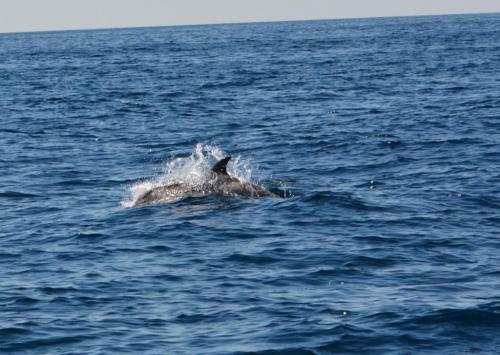 Dauphins bleu et blanc vus du Moguntia