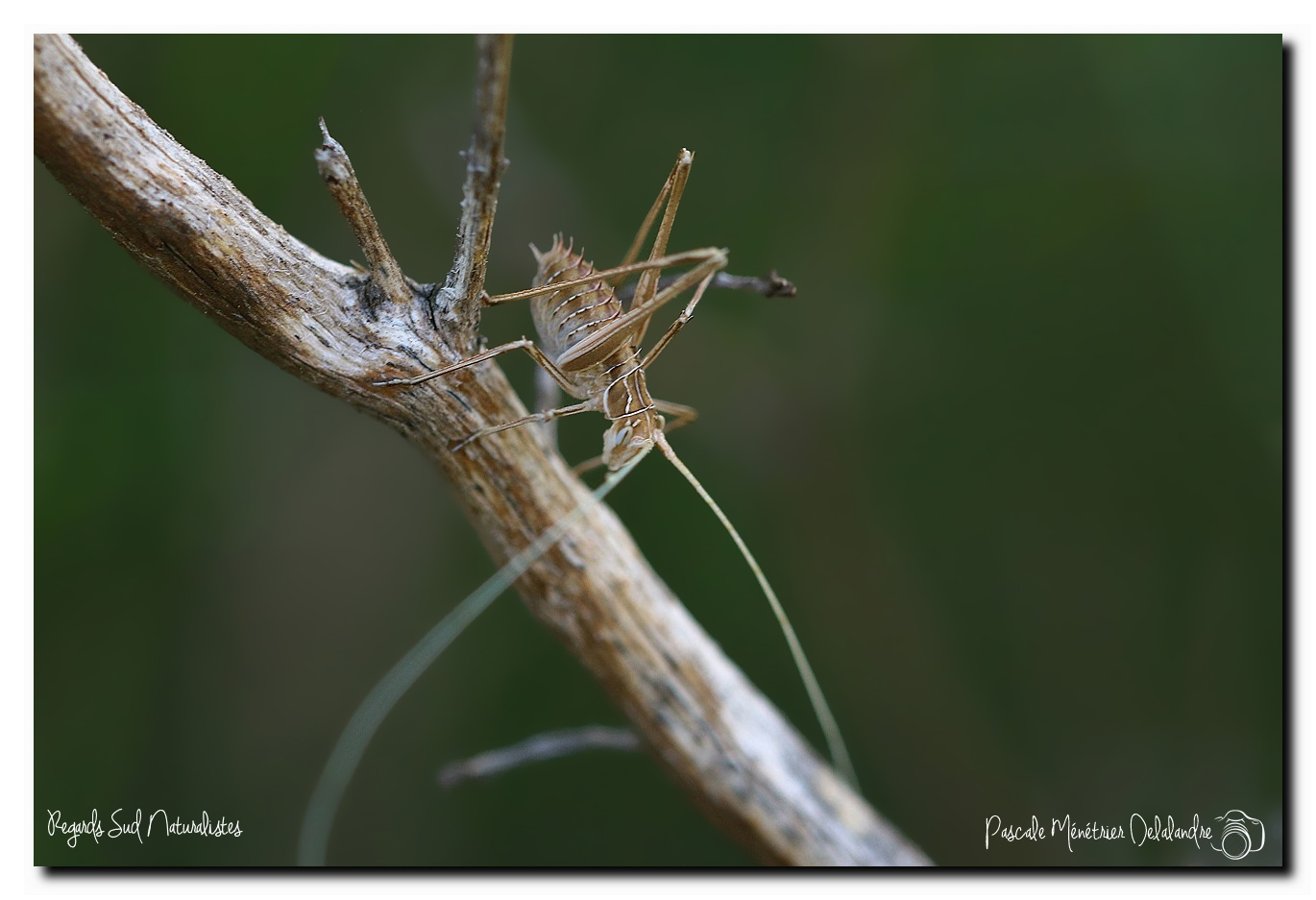 Tylopsis lilifolia ♂ juvénile ou le phanéroptère feuille de lys