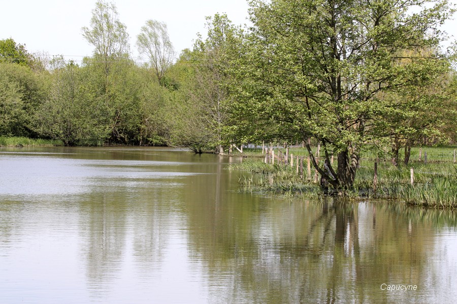 Visite aux grèbes huppés