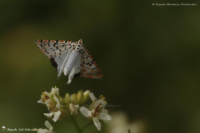 Larbin Crimson mouchetée ( Utetheisa pulchella )