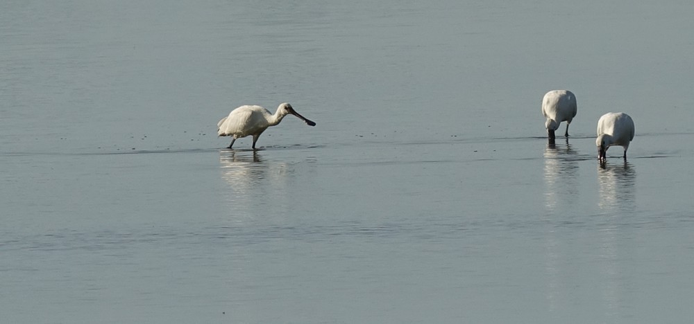 Trois spatules blanches, à la pêche...