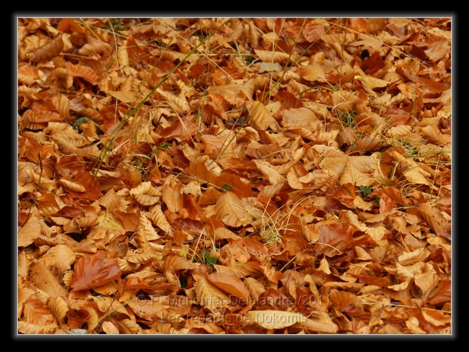 Couleurs d'automne...