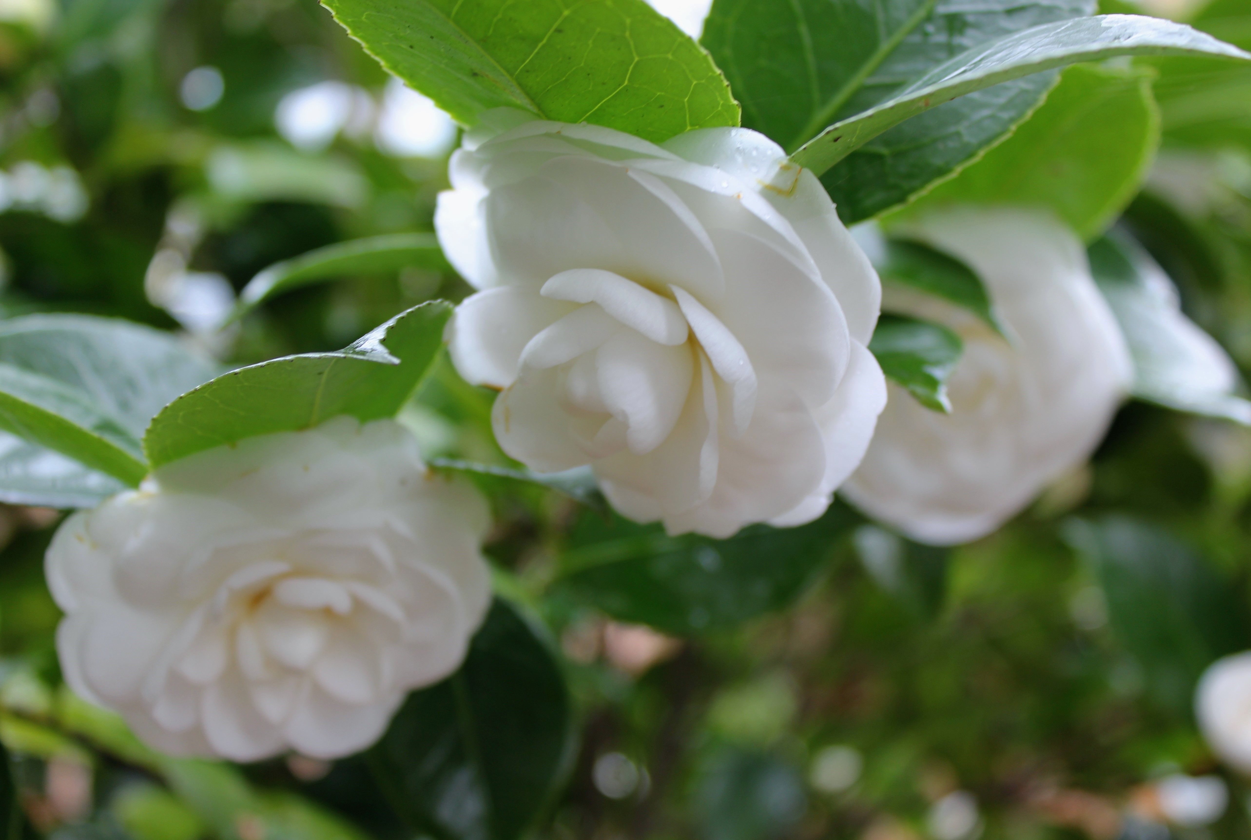 Le bel Albert, un camélia blanc espagnol. - Sable émouvant