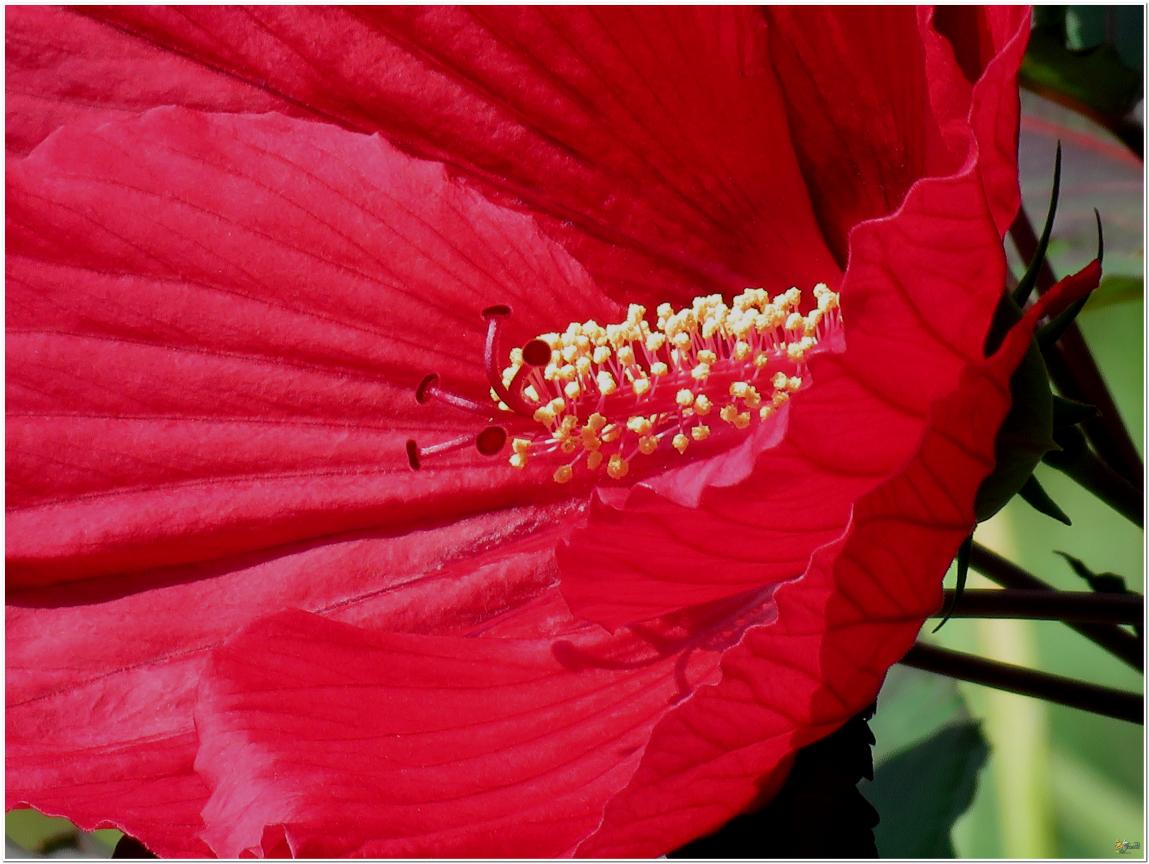 ENCORE ...Hibiscus géant rouge