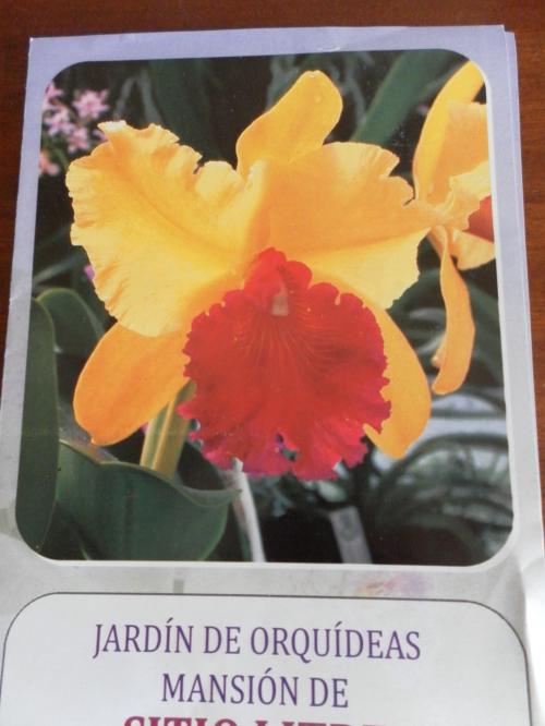 Fleurs des Canaries (3 )