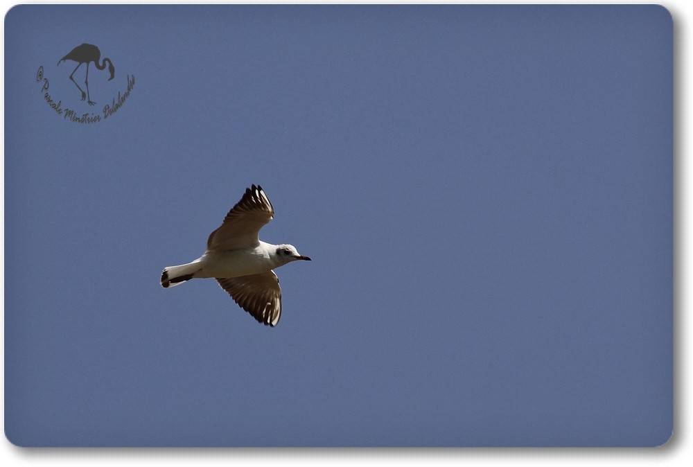 Mouette rieuse...