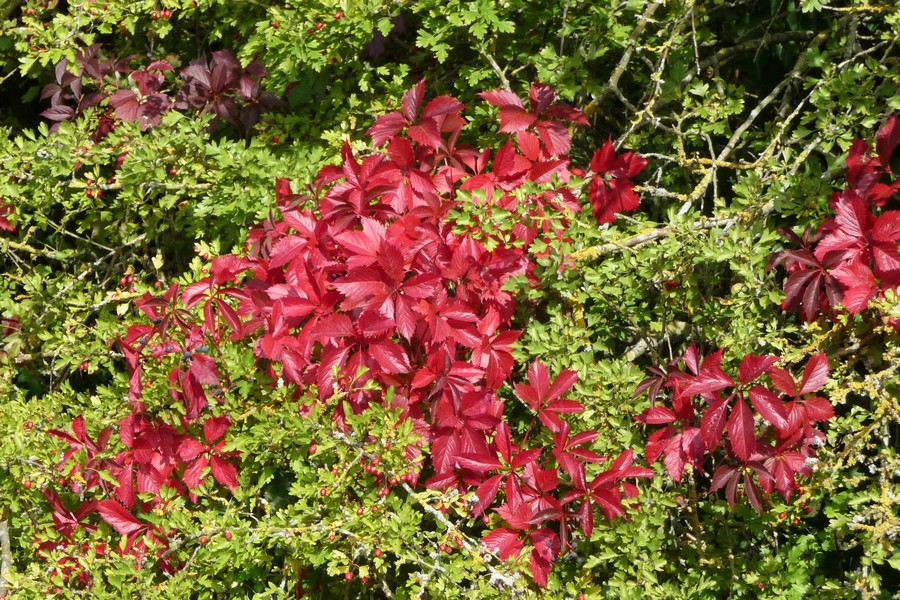 Sur le chemin du halage à Amiens