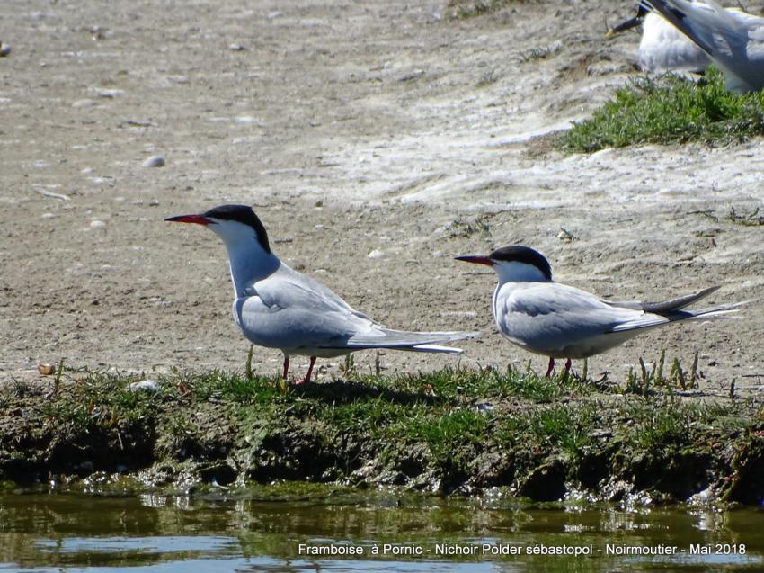 Oiseaux du polder Sébastopol à Noirmoutier 