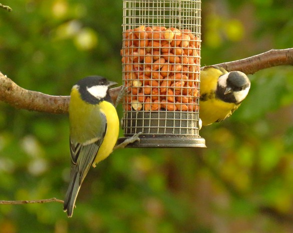 Oiseaux au jardin en ce début d'automne...