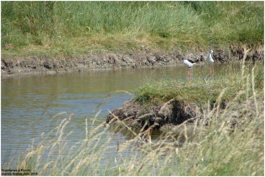 Naissance dans les marais 