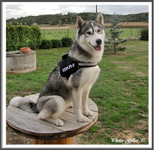 Iska (1 an)