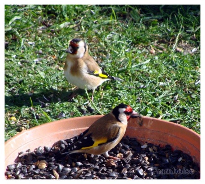 Cygnes dans le marais breton