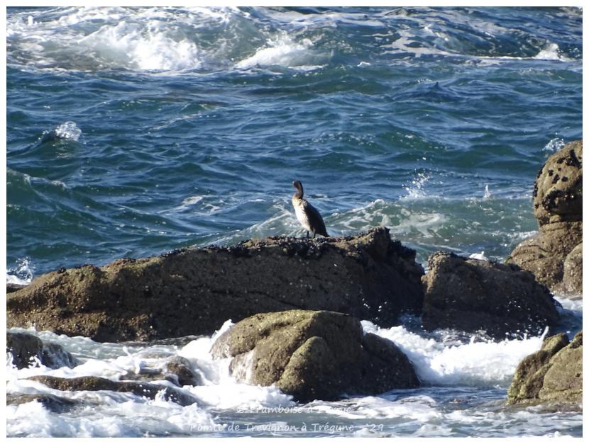 Pointe de Trévignon à Trégunc - 29 -