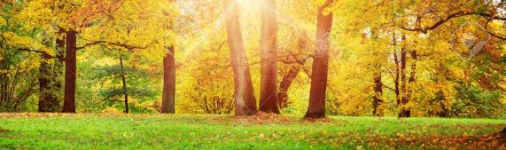 Le coucou du vendredi, haïku, senryû, tanka, thème: nuages d'automne...