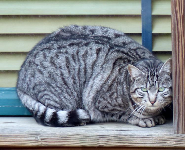 Les chats de rencontres..
