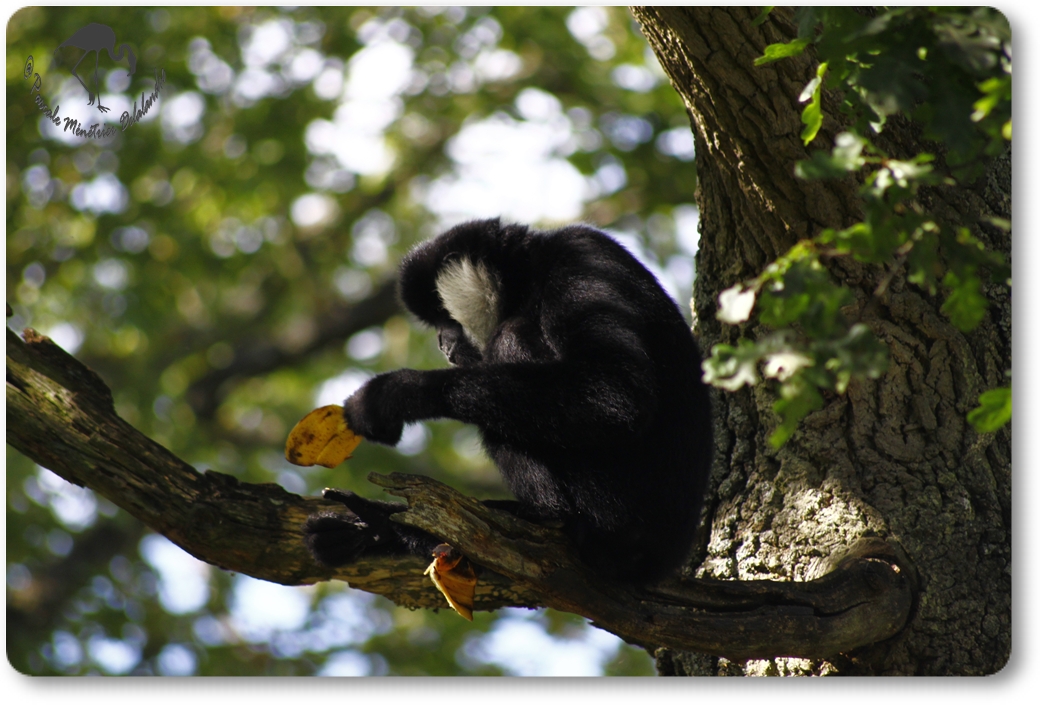Gibbon...