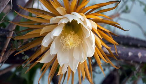 Fleurs cultivées :Selenicereus grandiflorus