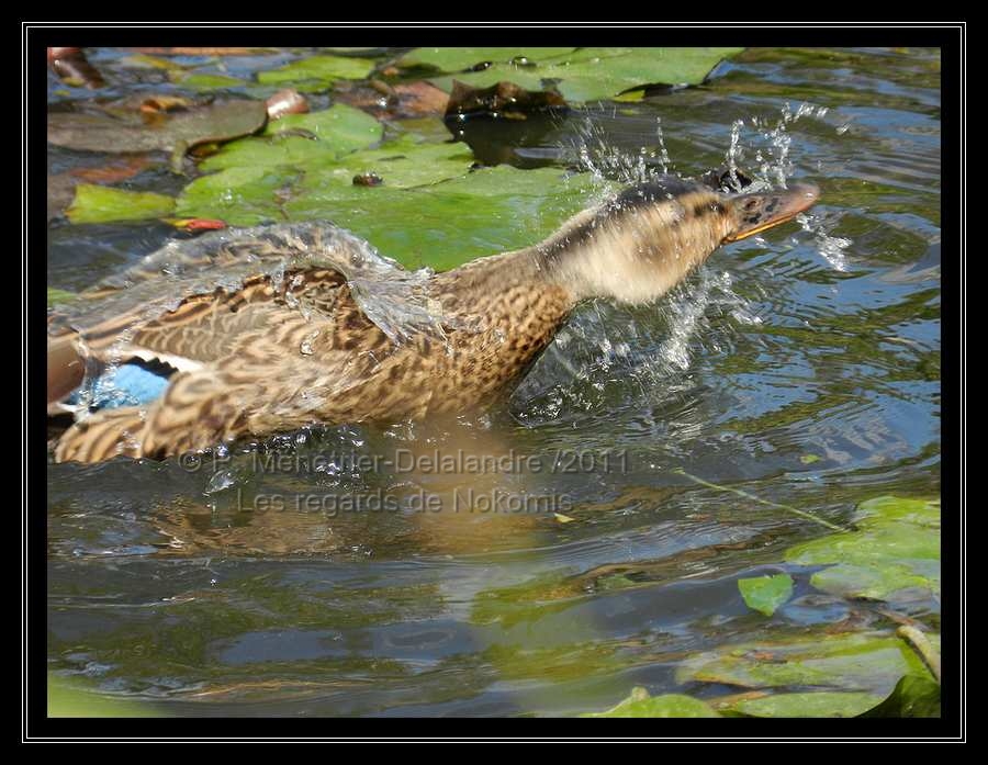 Nosh m'a offert un moment de jeux d'eau...
