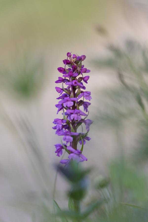 Orchis moucheron