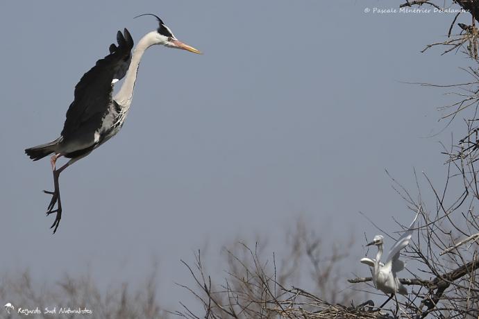 Héron cendré et Aigrette garzette - "Pousse toi de là que je m'y mette !"