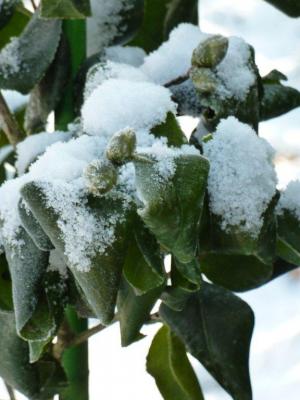 Ont-elles froid ? ...