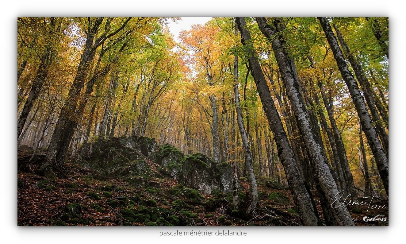 Vivre en Cévennes...