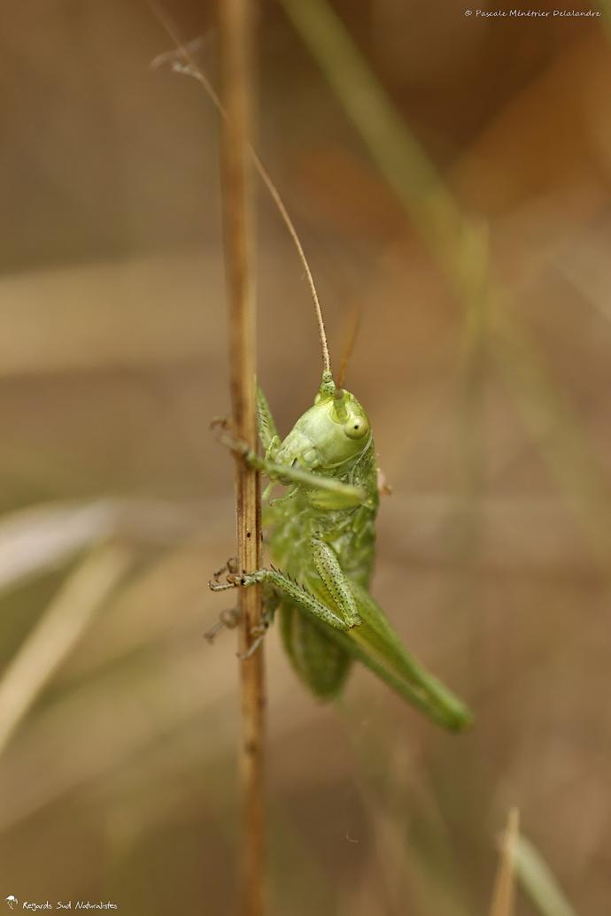 Sauterelle ♂ de la famille des Tettigoniidae