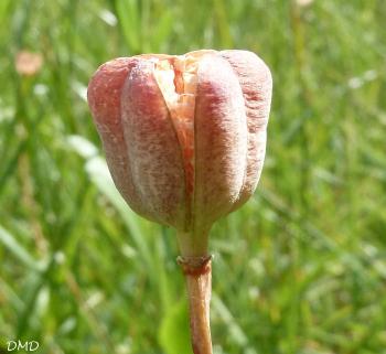 Fritillaria meleagris - fritillaire pintade