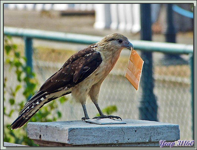 Blog de images-du-pays-des-ours : Images du Pays des Ours (et d'ailleurs ...), Au petit déjeuner, ce rapace inconnu se servait sur les tables - Bord du Canal, Panama City