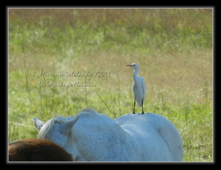 Héron Gardeboeuf... en l'occurrence Gardecheval !