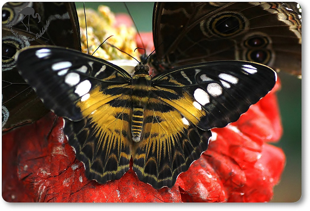 Parthenos sylvia -  Nymphalidae - Philippines