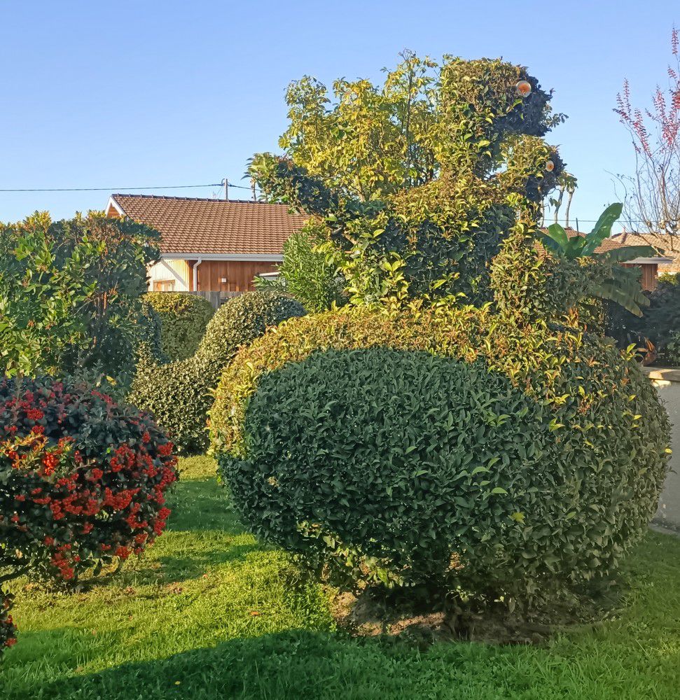 Ecureuil et oiseaux en art topiaire - novembre 2024...