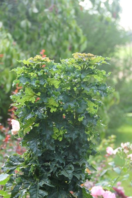 Acer platanoides Marit