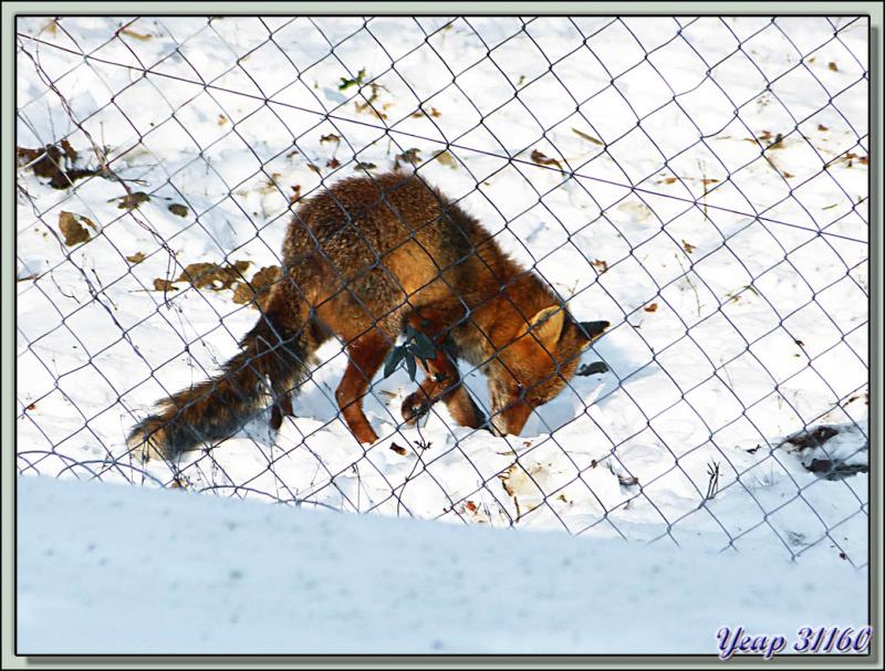 Coucou, je suis le renard roux (Vulpes vulpes) - Lartigau - Milhas - 31 (Faune)