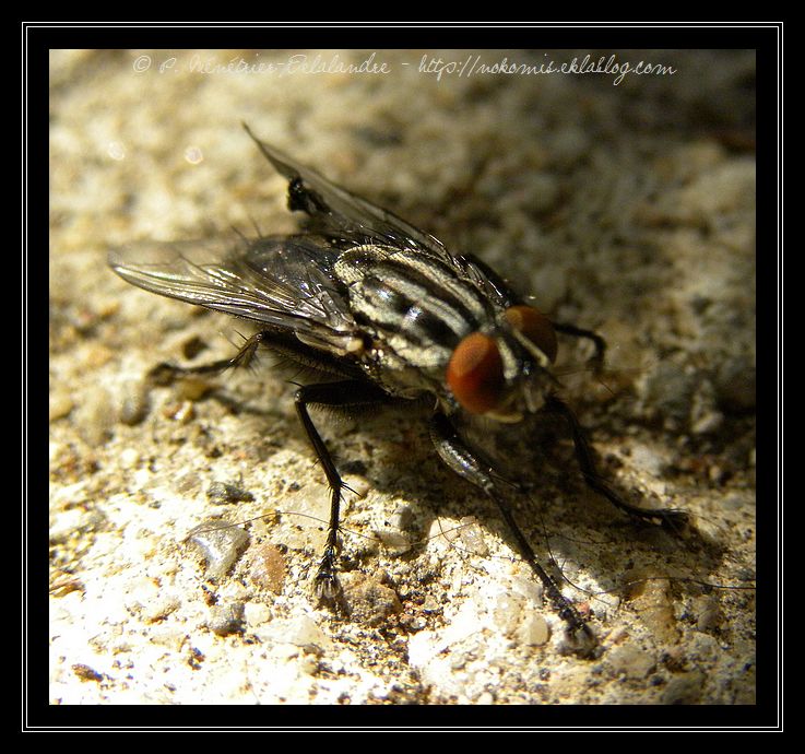 Madame Mouche m'a offert sa séance de toilettage