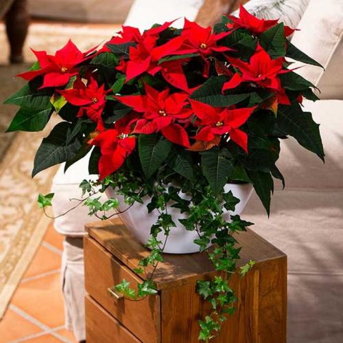 Fleurs cultivées : Poinsettia