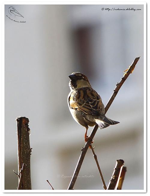Moineau domestique mâle - Passer domesticus