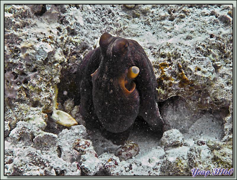 Plongée bouteille Passe de Tiputa : Pieuvre (poulpe) - Rangiroa - Tuamotu - Polynésie française