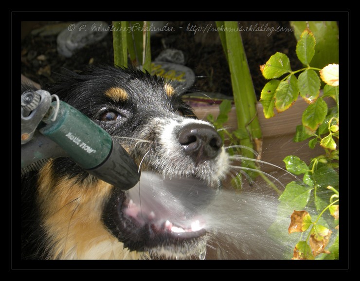Gampo guette l'eau où qu'elle se trouve !