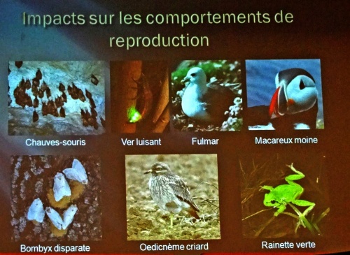 "Pollution lumineuse, impacts sur la faune", une conférence de Julien Taisne  pour l'Association Culturelle Châtillonnaise...