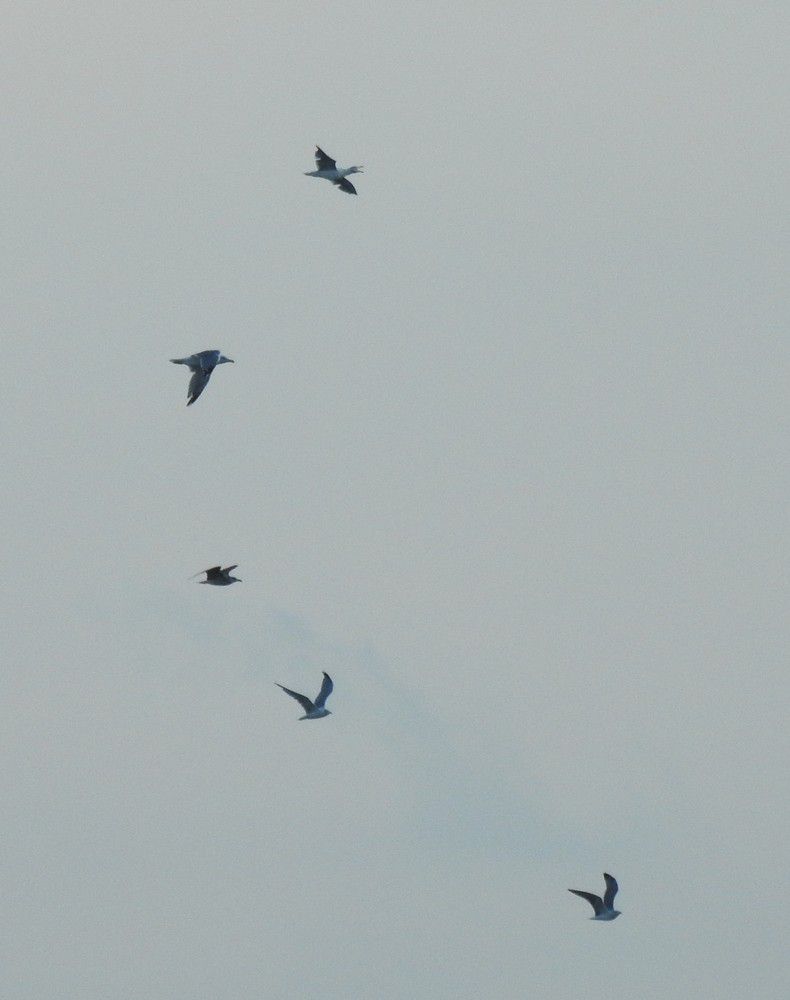 La 50ème Fête de l'Huître à Arès...