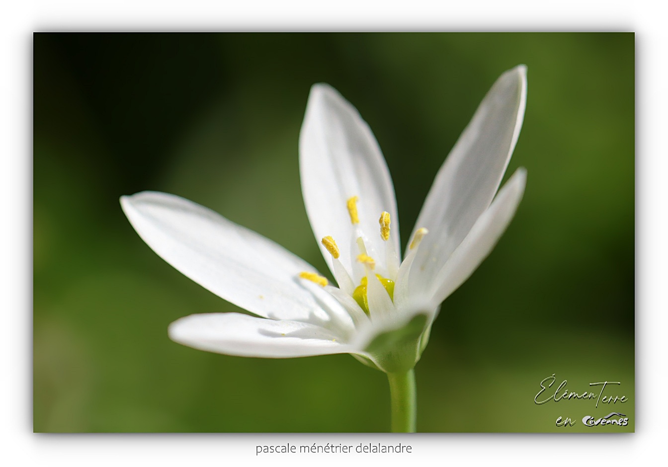 Ornithogale en ombelle - Ornithogalum umbellatum
