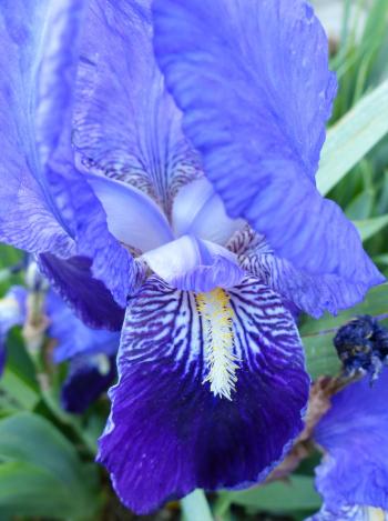 Langage bleu :