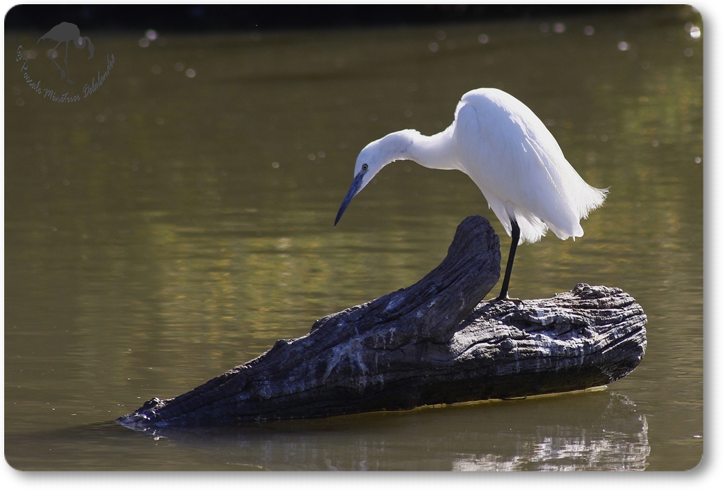 Aigrette Garzette...