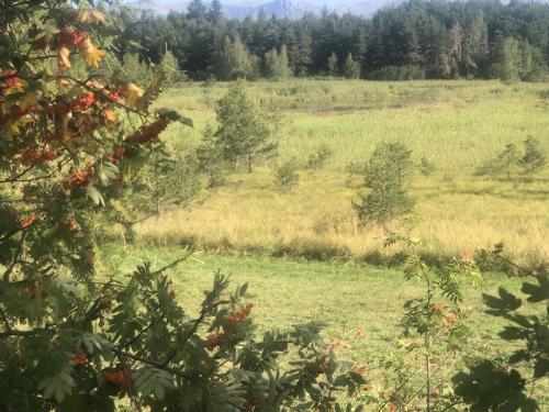 Bois Le Prêtre (Montclar)