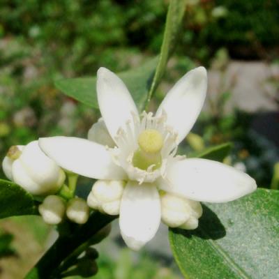 Arbre fruitier  ; Citronnier