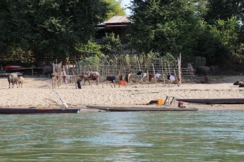 Balade en pirogue de l'île de Khong à l'île de Khöne