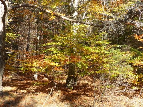 L'automne à l'Aigoual